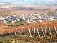vignes (11).jpg